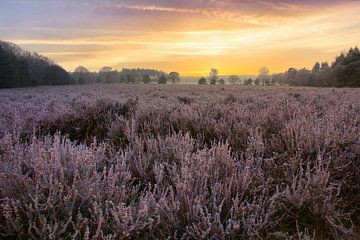 Zonsopkomst boven de paarse heide van Rick van de Kraats