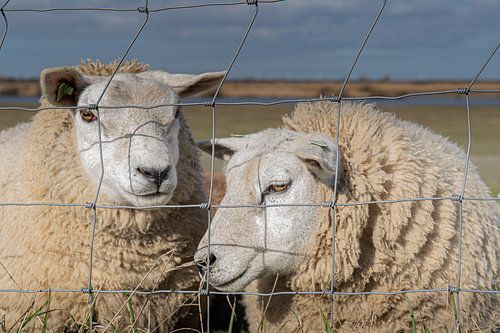 Alphen aan den Rijn - Twee schapen - Een leuk stel van Frank Smit Fotografie