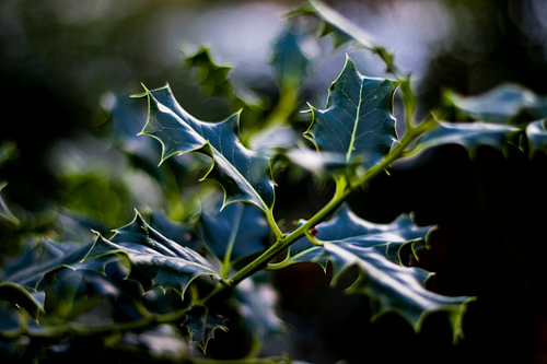 Pointy leafs