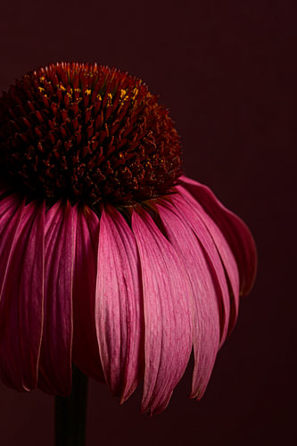 Couleurs naturelles et chaleureuses - Chapeau de soleil à la lumière sur Marjolijn van den Berg