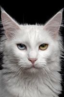Nahaufnahme einer Maine Coon-Katze