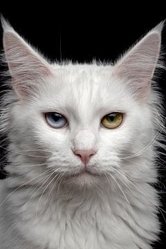 Close-up kop van een Maine Coon kat van Nikki IJsendoorn