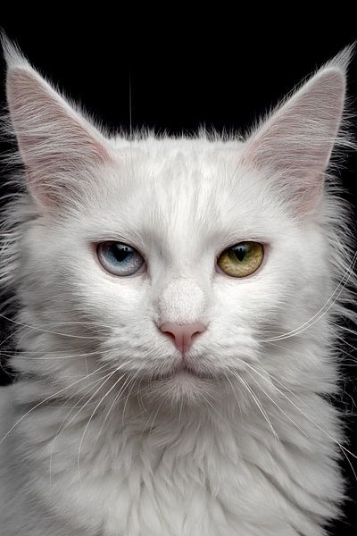 Nahaufnahme einer Maine Coon-Katze von Nikki IJsendoorn