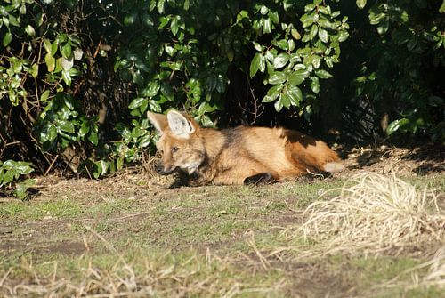 Luierende manenwolf
