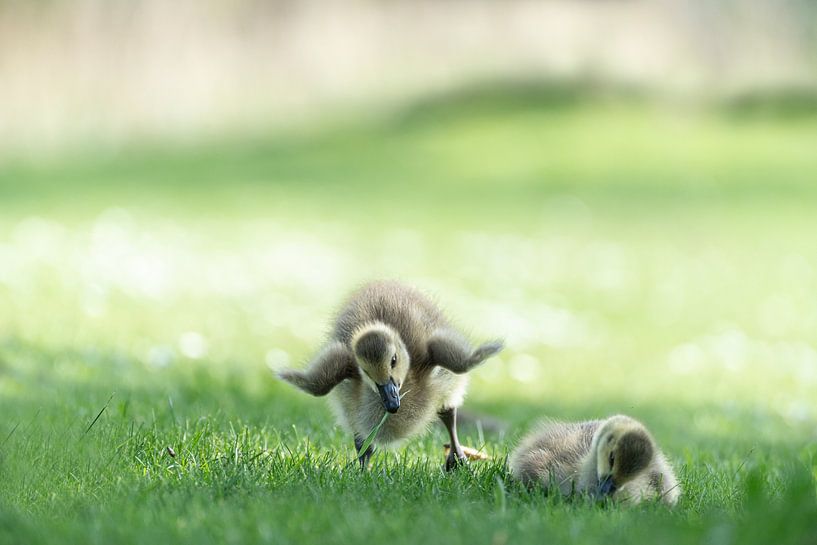 Goslings by Liliane Jaspers