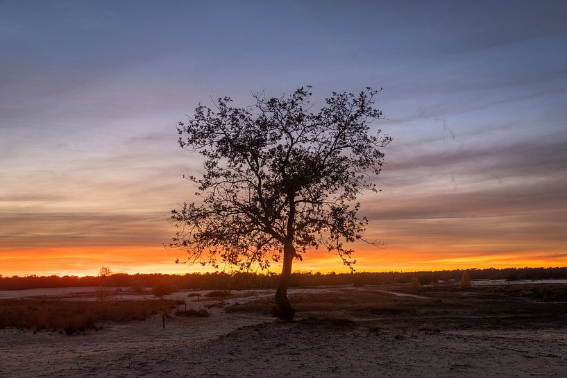 Coucher de soleil sur les arbres et les dunes par Zwoele Plaatjes