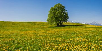 spring, allgäu van Walter G. Allgöwer