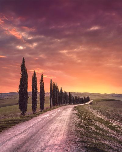 L'emblématique route Cypress Alley au coucher du soleil en Toscane