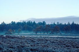Ginkel heather in the winter by Tim Annink