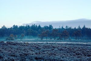 Ginkel Heide im Winter von Tim Annink
