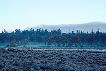 Ginkelse heide in de winter van Tim Annink