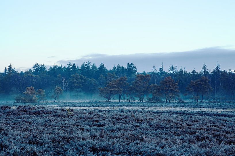 Ginkel Heide im Winter von Tim Annink