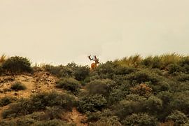 Reebok op duin van Arie van Vugt