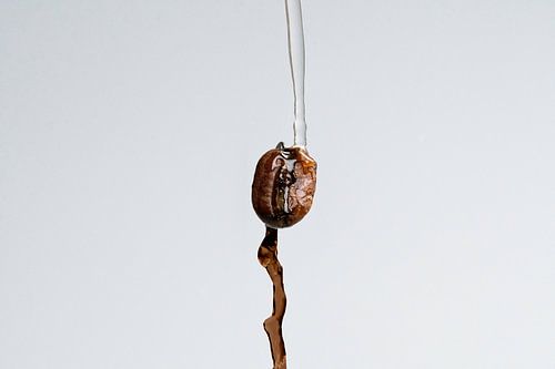 Hoe koffie wordt gemaakt v.2