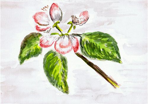 Bloesem / Lente - Appelbloesem - Aquarel geschilderd door VK (Veit Kessler)