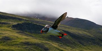 Papagaaiduiker IJsland van Kevin Pluk