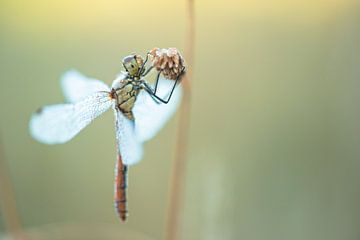 Hold on dragonfly! by Moetwil en van Dijk - Fotografie