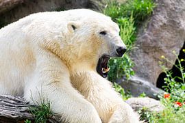 It’s so tiring being a polar bear by nathalie Peters Koopmans