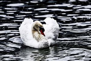 Schwan