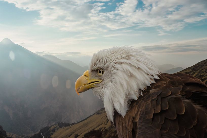 Weißkopfseeadler (Haliaeetus leucocephalus) von Eric Wander
