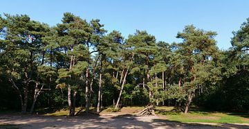 Le pin sylvestre photogénique sur Wim vd Neut