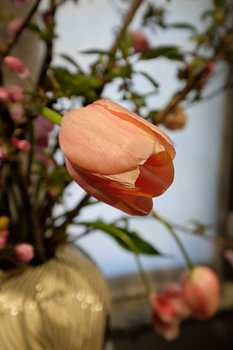 Oranje tulp in voorjaarsboeket