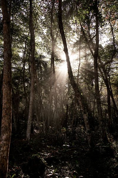 Durchbruch des Lichts im Laub - Magische Waldlandschaft von Femke Ketelaar
