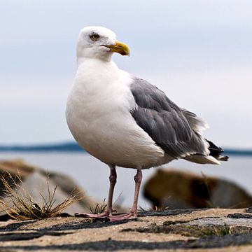 Prachtige meeuw op het eiland Rügen van Silva Wischeropp