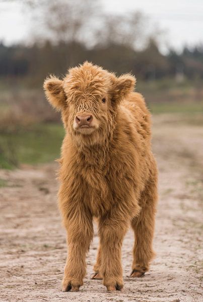 Schottisches Highlander-Kalb von Ans Bastiaanssen
