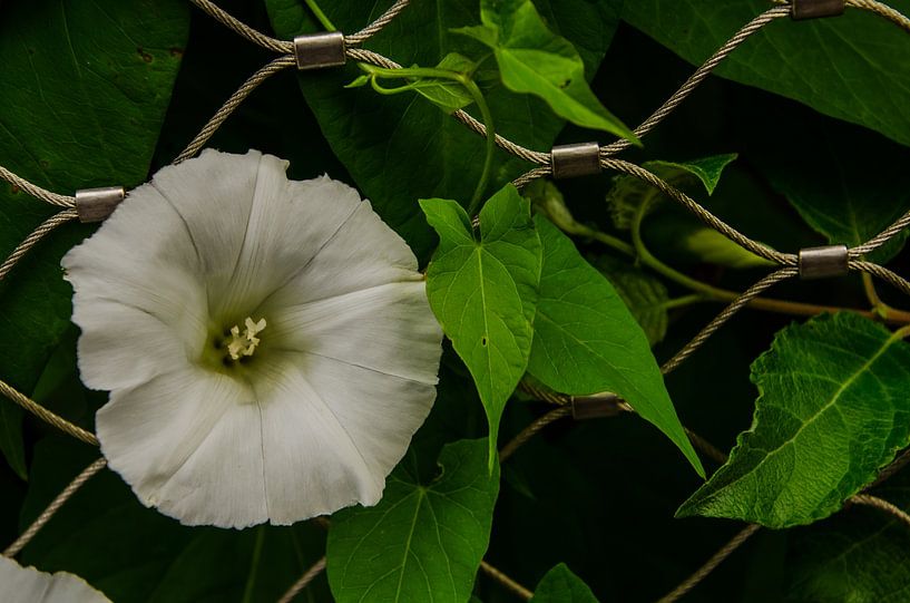 Flower between trellis by Tanja de Boer