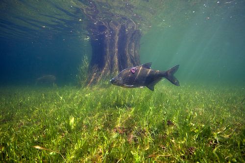 migrate breams on flooded floodplains near trees