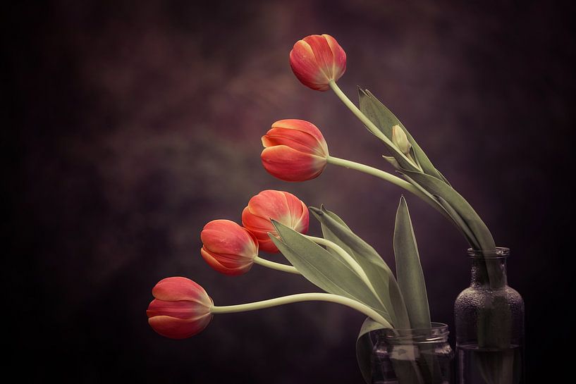 5 Tulipes par Marina de Wit