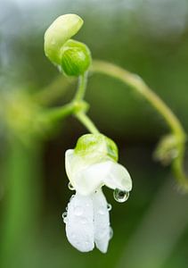 Weiße Bohnenblüte mit Regentropfen