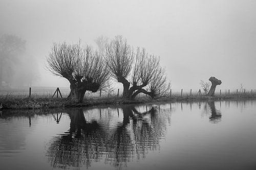 Knotwilgen in de Mist langs de Kromme Rijn, Provincie Utrecht, Nl