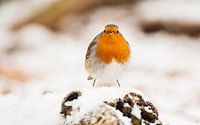 Erithacus rubecula