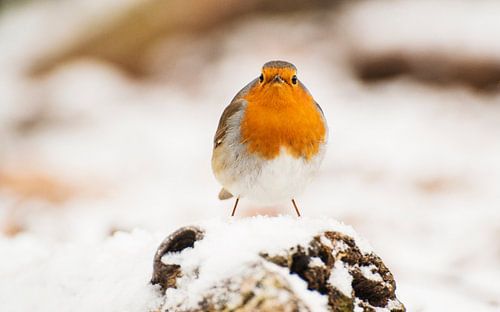 Erithacus rubecula