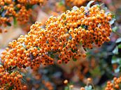 Firethorn by Judith van Wijk thumbnail