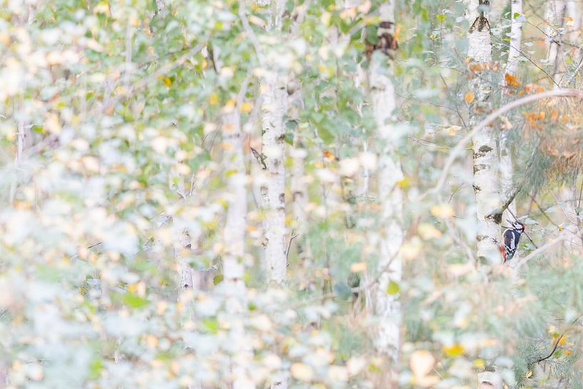 Birkenwald von Irmo Bos