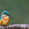 Kingfisher closeup by Paul Weekers Fotografie