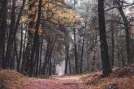 Herbstfarben im dunklen Wald von Tania Perneel Miniaturansicht