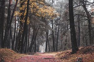 les couleurs de l'automne dans la forêt sombre sur Tania Perneel