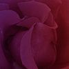 purple rose van Yvonne Blokland