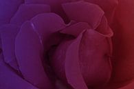 purple rose van Yvonne Blokland thumbnail