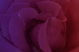 purple rose by Yvonne Blokland