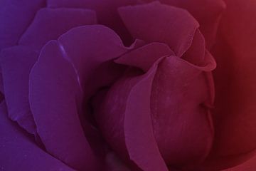 purple rose von Yvonne Blokland