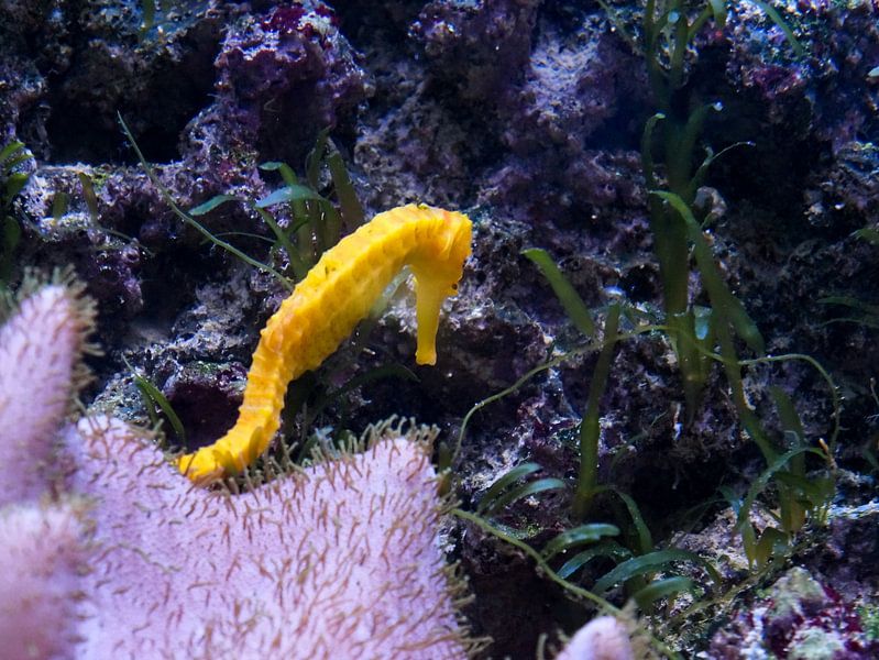 Kleines gelbes Seepferdchen von Babetts Bildergalerie