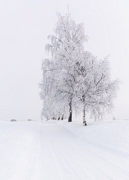 Bomen in de sneeuw in Noorwegen van Adelheid Smitt