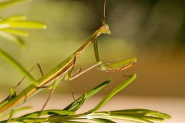 Ik hou je in de gaten... van Franck m.