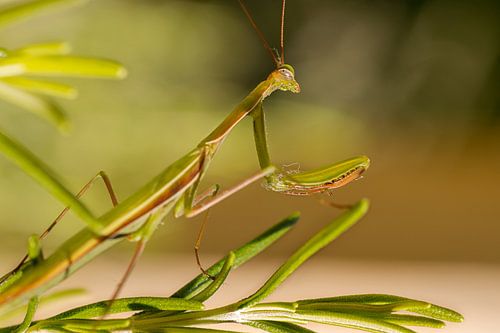 I keep an eye on you...