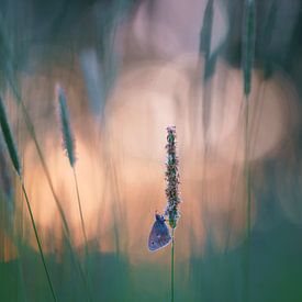 Hooibeestje tussen het gras met zonsondergang van Silvia Reiche